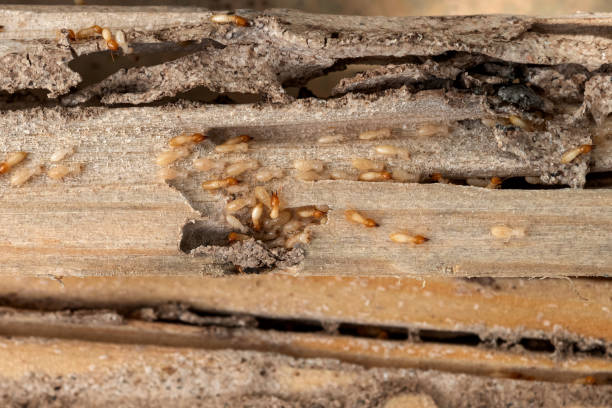 Flea Control Services in Wenonah, NJ